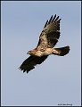 6286 red-tailed hawk